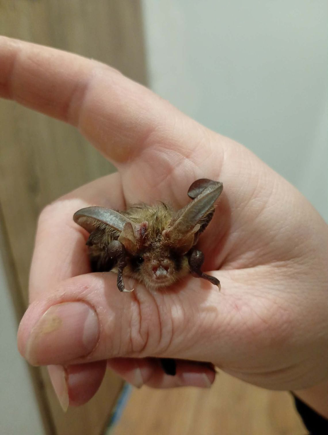 "Gacek" otrzymał w domu pani Moniki ciepło i bezpieczeństwo.