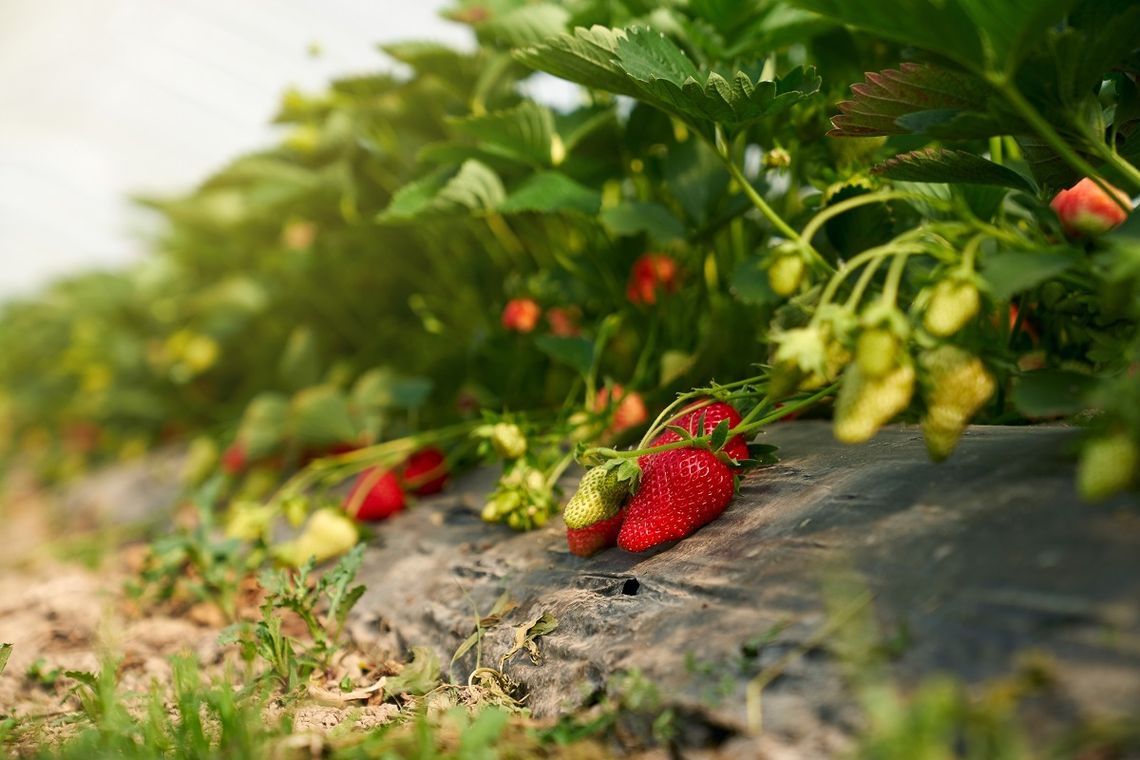 Gm. Sawin. Plantator truskawek napędził mieszkańcom strachu...