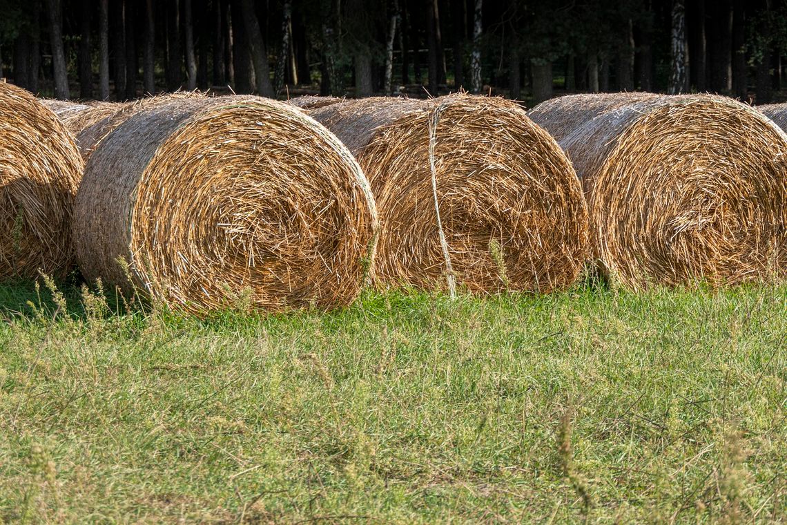 Gm. Sawin. Na pole, na sygnale, na ratunek słomie!