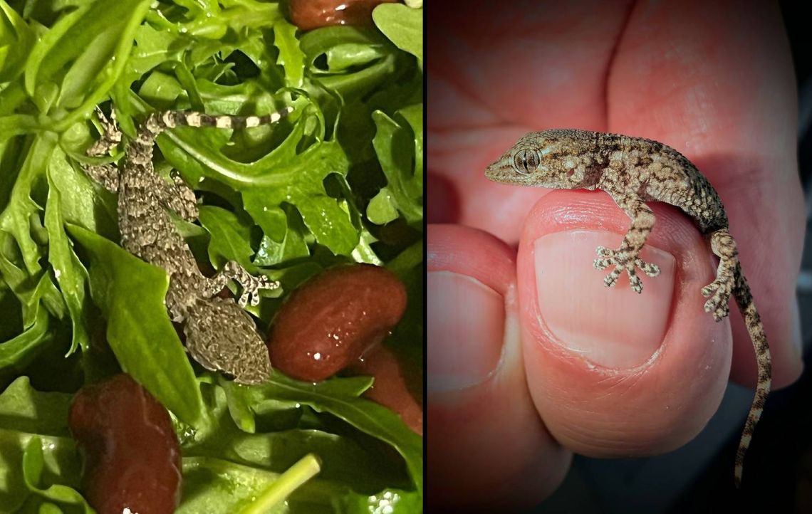 Gekon zamieszkał w rukoli. Omal nie trafił do sałatki pani Karoliny z gminy Siedliszcze