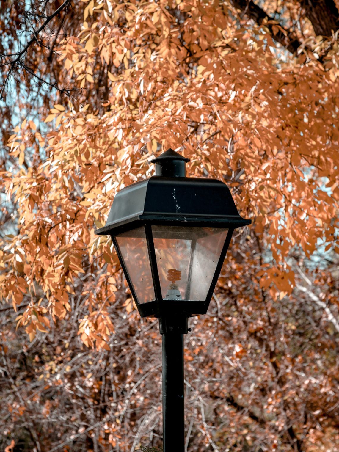 Przestrzeń odpoczynku i rekreacji, jaką stanowi siedliski park, zostanie na nowo zagospodarowana. Do realizacji zadania przystąpi, w porozumieniu z władzami gminy, Siedliskie Towarzystwo Regionalne w Siedliszczu. Jakie konkretnie działania zaplanowano?