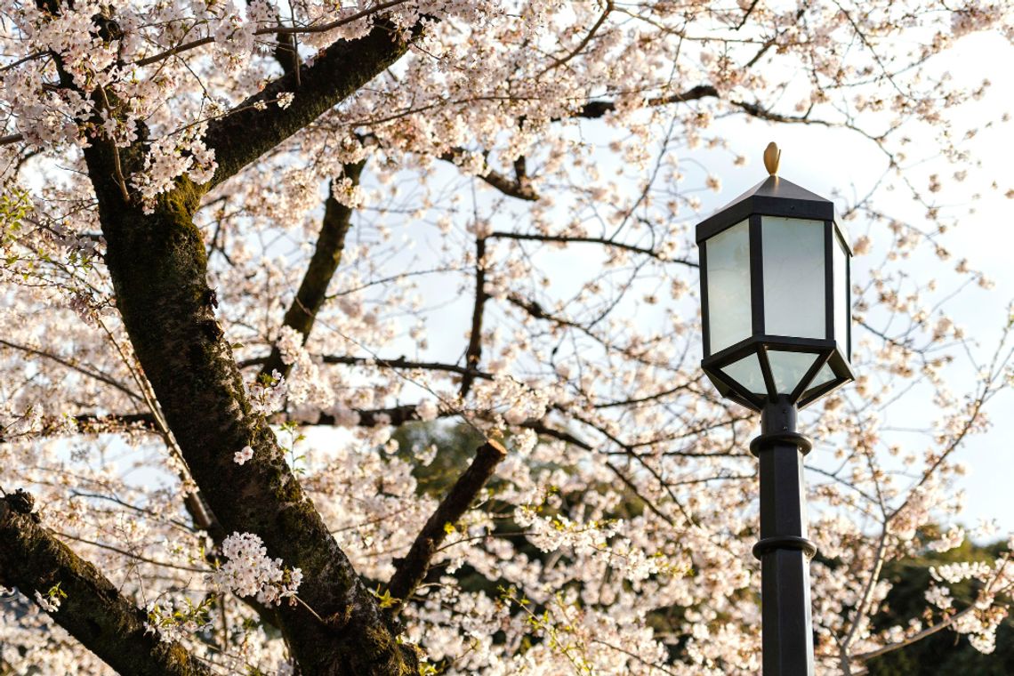 Gm. Siedliszcze. Park jednak się zmieni. Udało się rozstrzygnąć drugi przetarg Poprzednie postępowanie przetargowe, jakie władze gminy ogłosiły w związku z planami nowego zagospodarowania przestrzeni parkowej w Siedliszczu, musiało zostać unieważnione. Obecnie wiadomo jednak, że już kolejne, do którego stanęło trzech oferentów, zakończyło się wyborem wykonawcy.