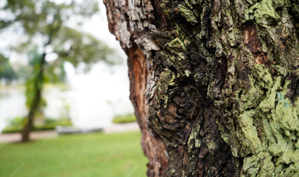 Gm. Siedliszcze. Rewitalizacja parku całkiem realna. Oferenci odkryli karty Zupełnie niedawno informowaliśmy o tym, że władze wszczęły postępowanie przetargowe w związku z potrzebą wyłonienia podmiotu, który podejmie się urządzenia na nowo rekreacyjnej przestrzeni w siedliskim parku. Obecnie wiemy już, ile podmiotów stanęło w szranki i jakie kwoty zaproponowały.