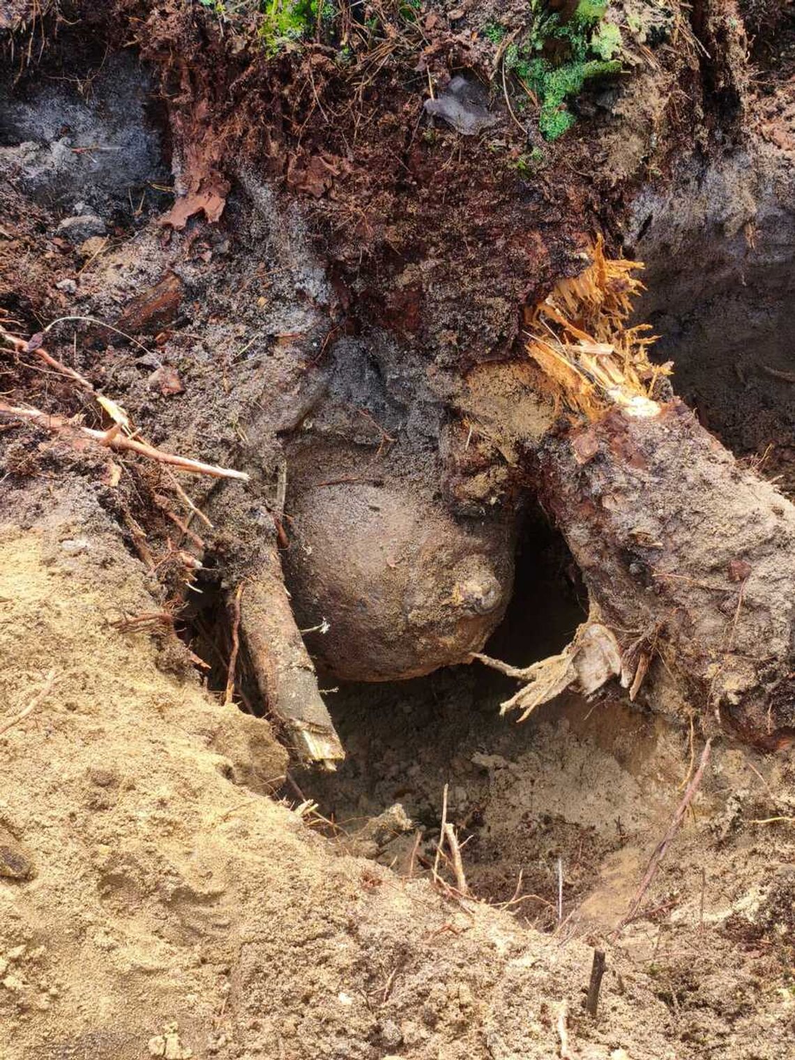 Gm. Włodawa. Niemal metrowa bomba z czasów wojny znaleziona między korzeniami drzewa Gm. Włodawa. Niemal metrowa bomba z czasów wojny znaleziona między korzeniami drzewa