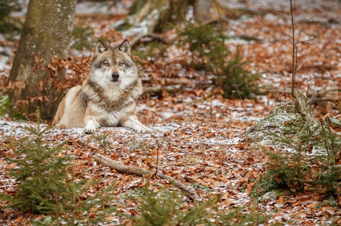 Na społecznościowym profilu urzędu gminy opublikowano komunikat informujący o tym, że na terenie gminy widziane były znowu wilki. Zwierzęta, jak informują urzędnicy, miały zagryźć kilka psów oraz zbliżać się do gospodarskich zabudowań.