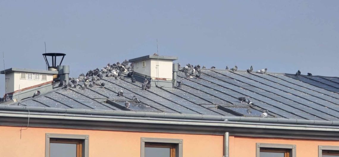 Na problem gołębi, które po zakończonym remoncie straciły swoje miejsce bytowania na poddaszu cerkwi, zwrócił nam uwagę mieszkaniec gminy, pan Władysław – Widać wyraźnie, że obecnie ptaki nie mają co ze sobą zrobić. Krążą najczęściej nad rynkiem. Tutaj, w Wojsławicach.