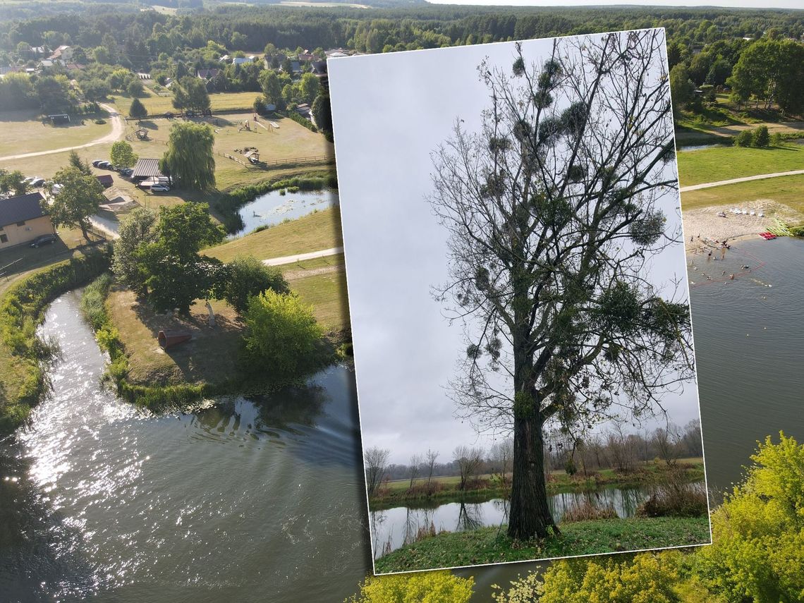 Gm. Wola Uhruska. Burza w sieci o wycinkę topoli na Pompce topola hybrydowa na tle ośrodka pompka