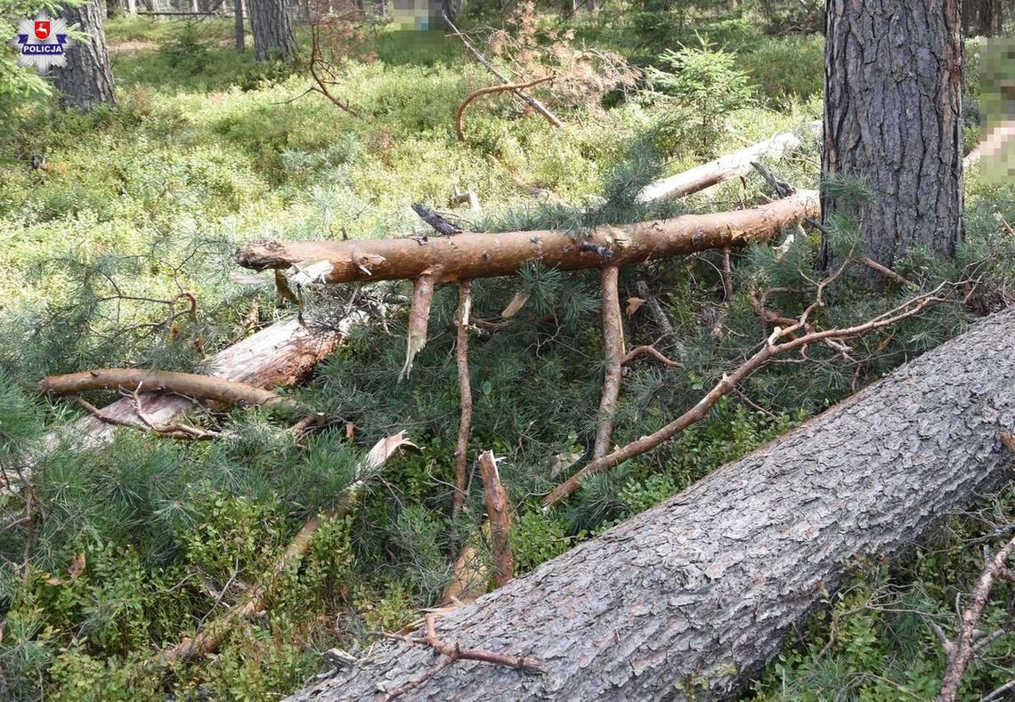 Gm. Żółkiewka. Śmiertelny wypadek podczas wycinki drzew.