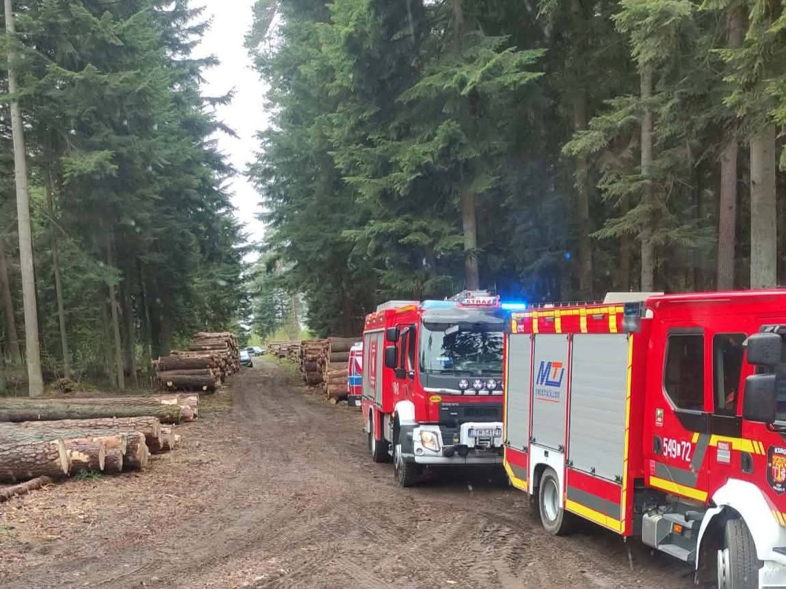 Śmierć w lesie. 43-latka przygniotło drzewo