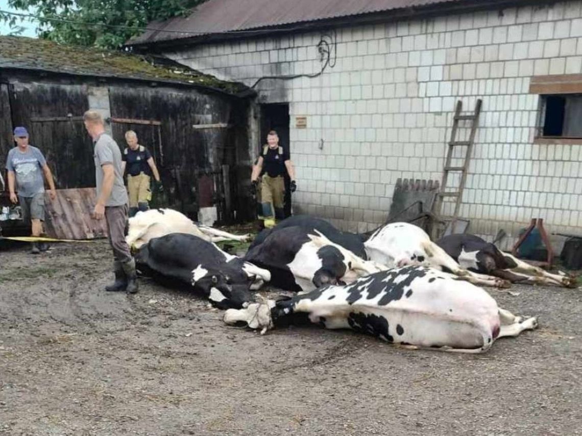 Piorun grzmotnął w oborę i zabił 8 krów. Trwa zbiórka pieniędzy