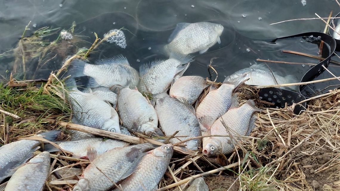 Gorzków. Tysiące martwych ryb. Ucierpiał tylko jeden gatunek [ZDJĘCIA+WIDEO]