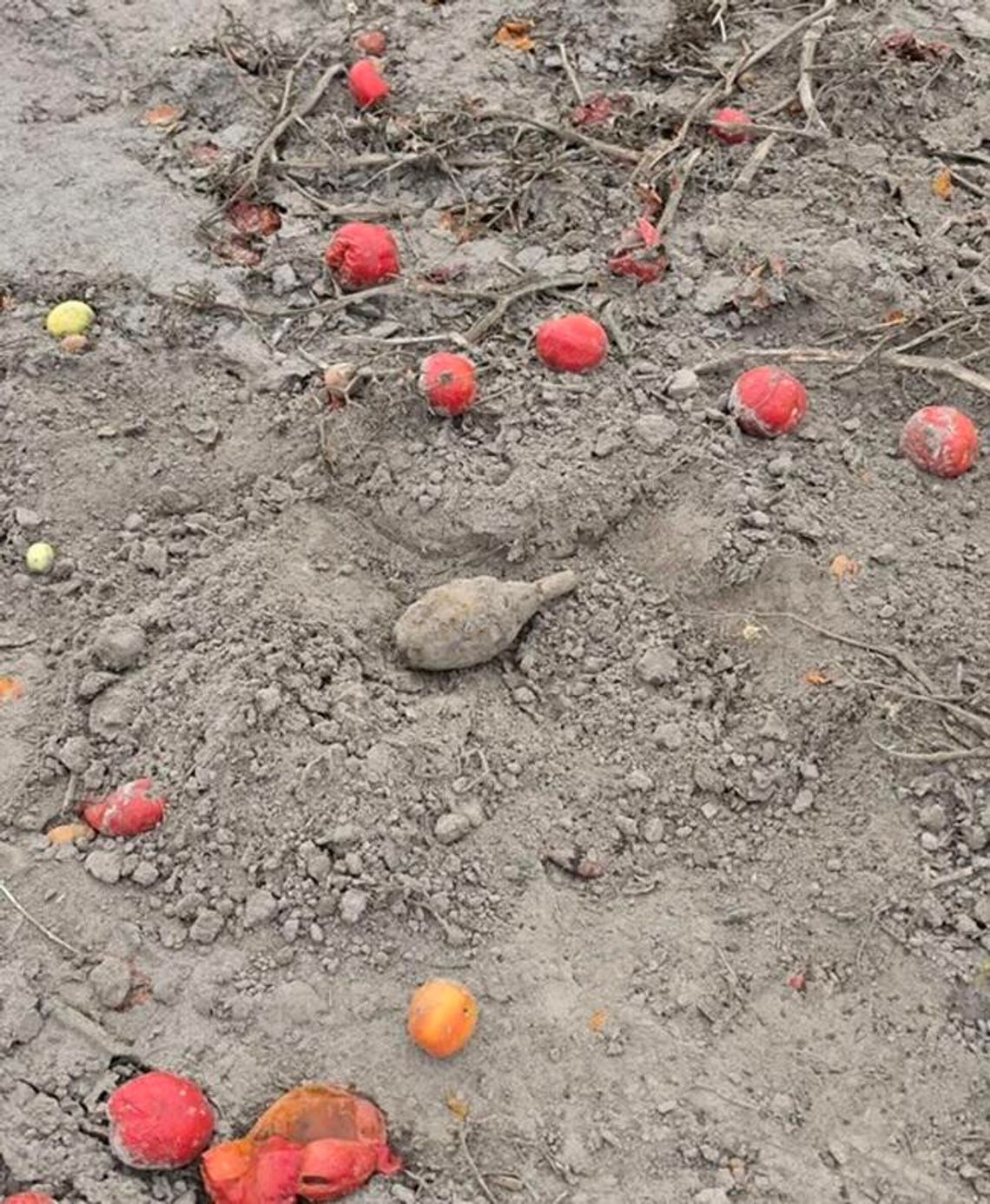 Granat między pomidorami. Niebezpieczne znalezisko na polu w Krzywowierzbie Granat między pomidorami. Niebezpieczne znalezisko na polu w Krzywowierzbie