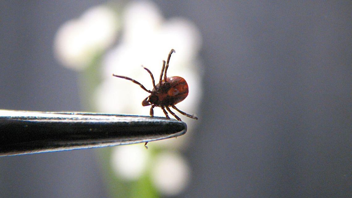 Kleszcze przebudziły się wcześniej. Tak ich na pewno nie usuwaj