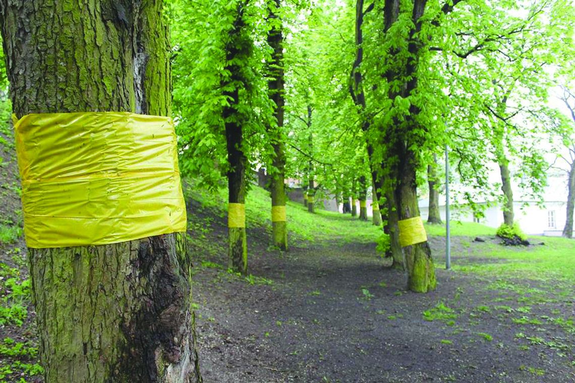 Kasztanowce muszą poczekać Kasztanowce muszą poczekać