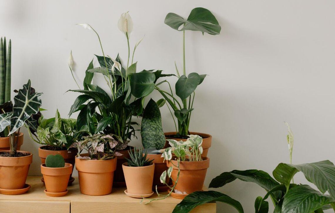 Kiermasz Roślin w Galerii Chełm! Kiermasz Roślin w Galerii Chełm!