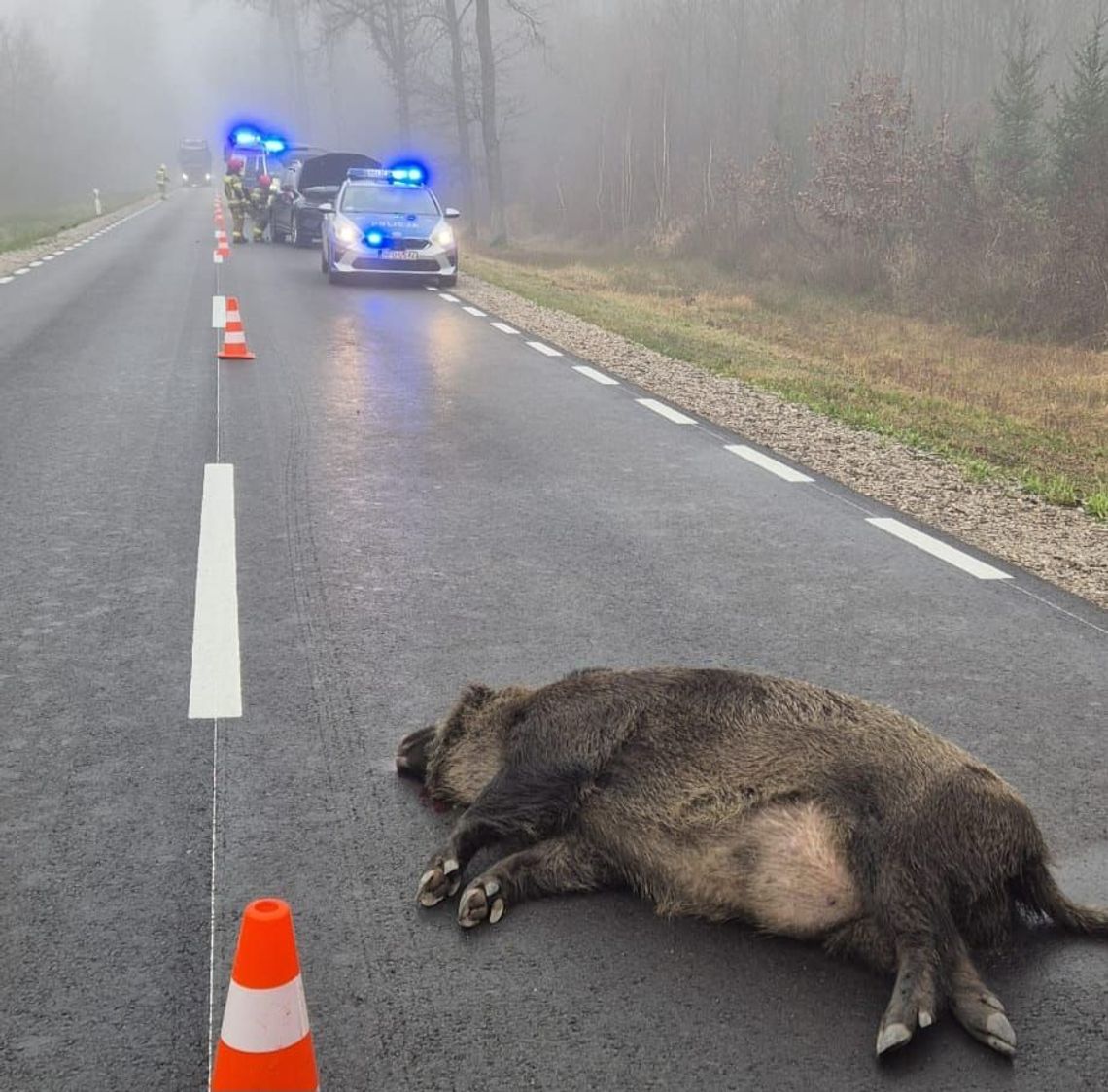 Dzik tego nie przeżył. Zderzenie na drodze wojewódzkiej 815