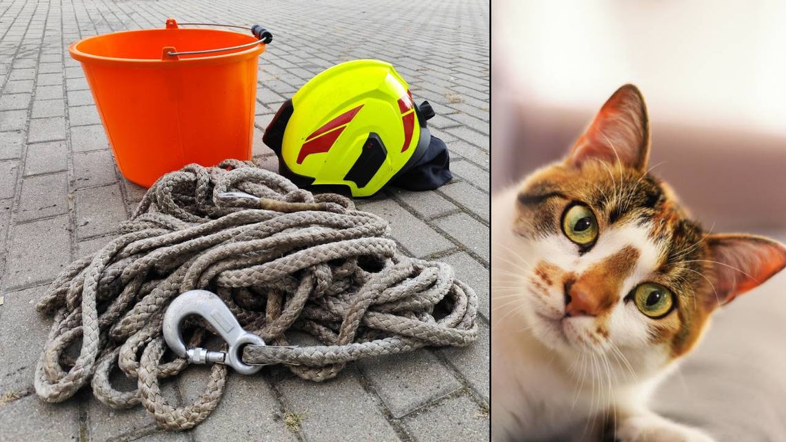 Kot uratowany przez strażaków. Pomogły… smakołyki!
