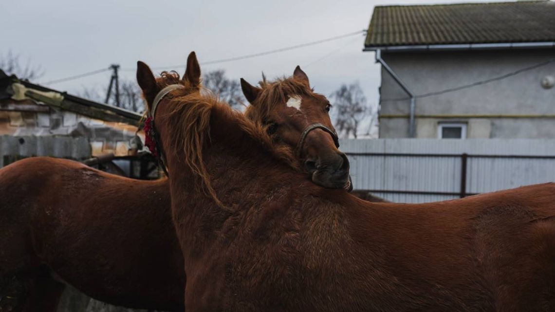 Krasnystaw. Konie na gigancie. Klacz zabrała źrebaka na spacer ulicami miasta