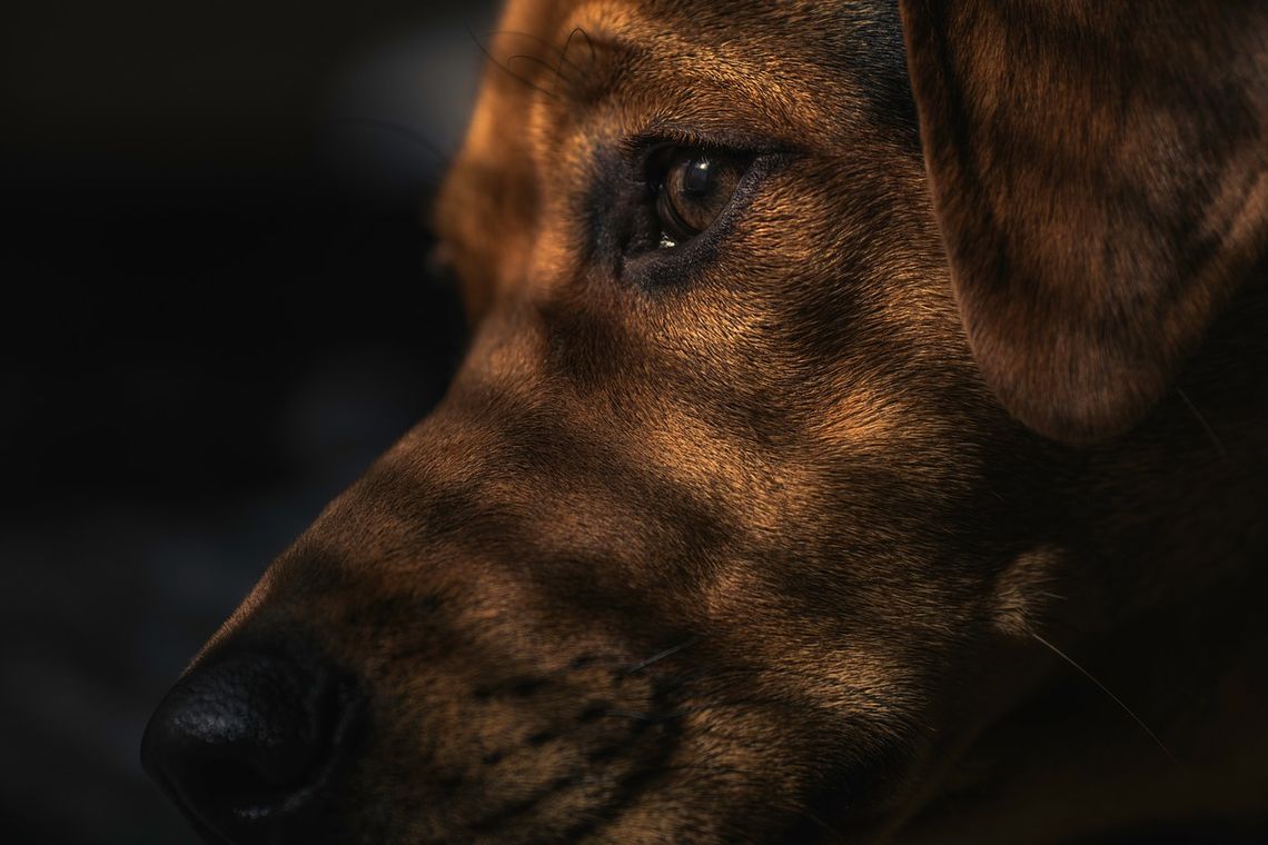 Krasnystaw: Porwali psa na smalec?