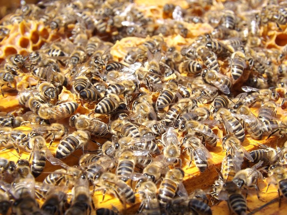 Krasnystaw: Zgnilec pszczół zaatakował