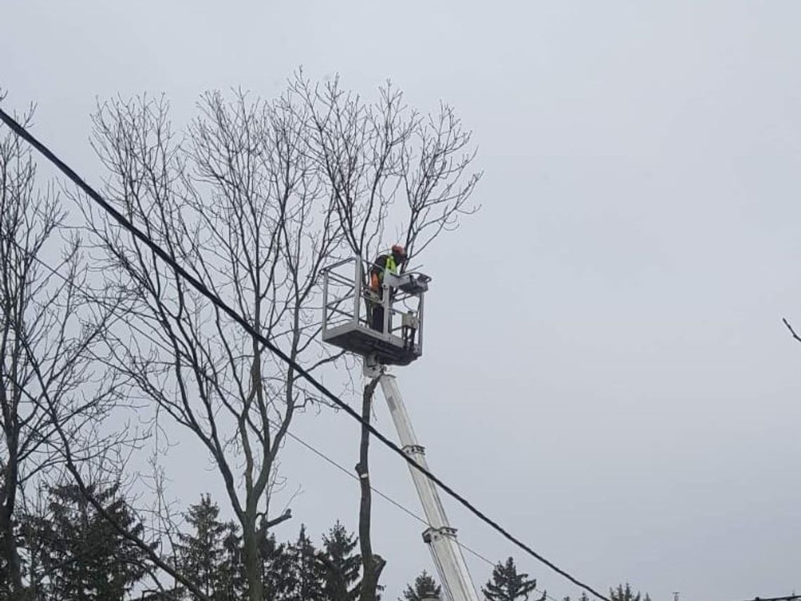 Wycinka jesionu przy ul. Wiejskiej w Chełmie. Drzewo jest przedmiotem zawiadomienia o podejrzeniu popełnienia przestępstwa.