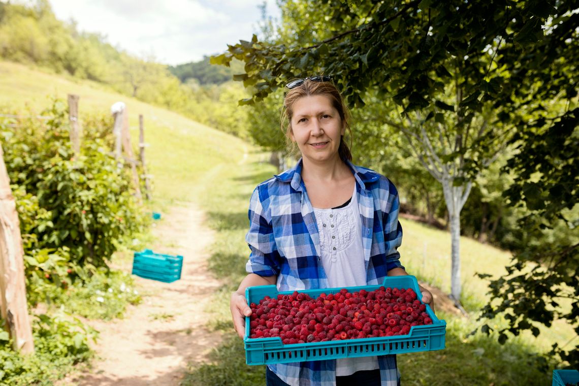 Maliny pod kontrolą. Inspektorzy sprawdzą, kto i jak ustala cenę