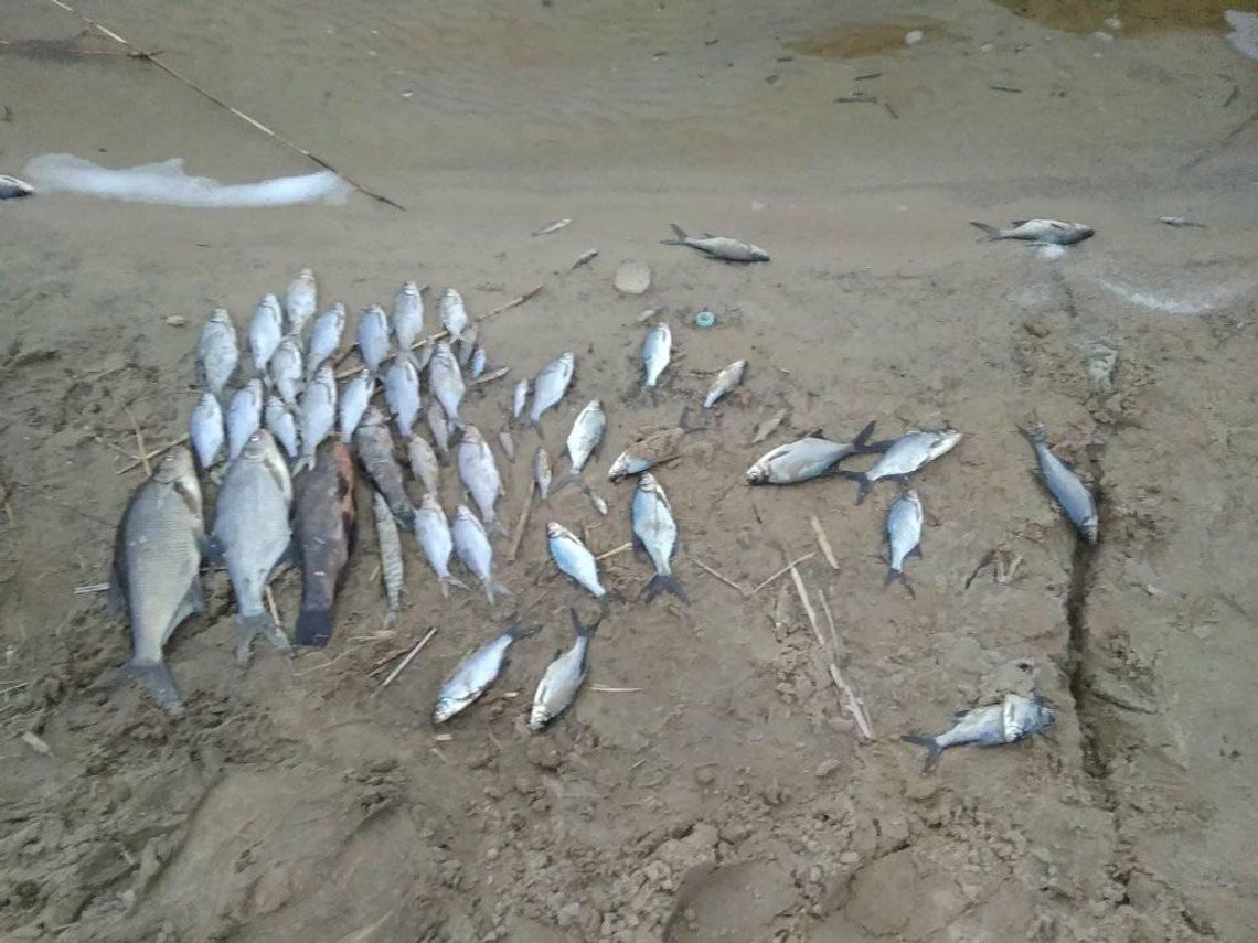 Martwe ryby pokryły plażę