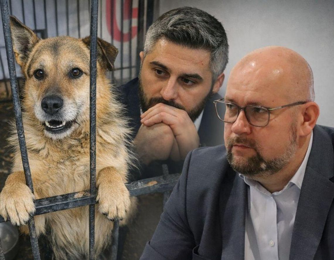 Miasto Chełm nie przekaże schroniska MPGK. Emocje wokół placówki wciąż nie opadają