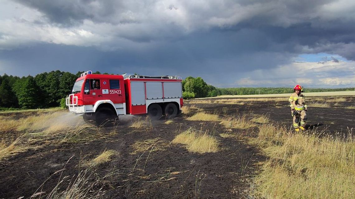 Pożar nieużytków w gminie Wola Uhruska. Spłonęły prawie dwa hektary [ZDJĘCIA]