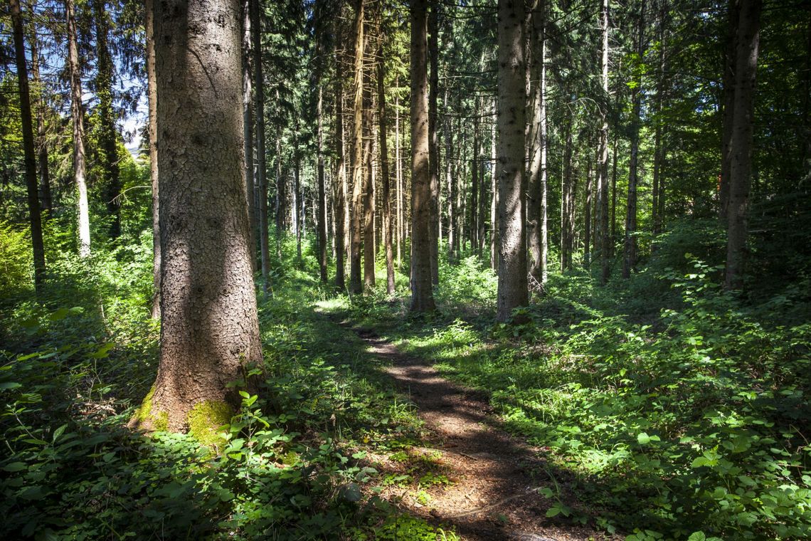 Myśliwi sprzeciwiają się planom utworzenia Sobiborskiego Parku Narodowego