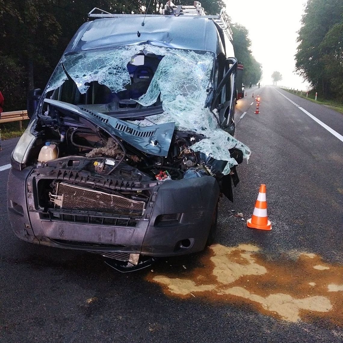 Na krajówce samochód zderzył się z łosiem. Jedna osoba trafiła do szpitala