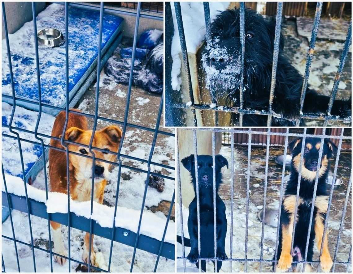 Nasza interwencja przyniosła pozytywne skutki! Ale zwierzęta dalej czekają na ciepły dom
