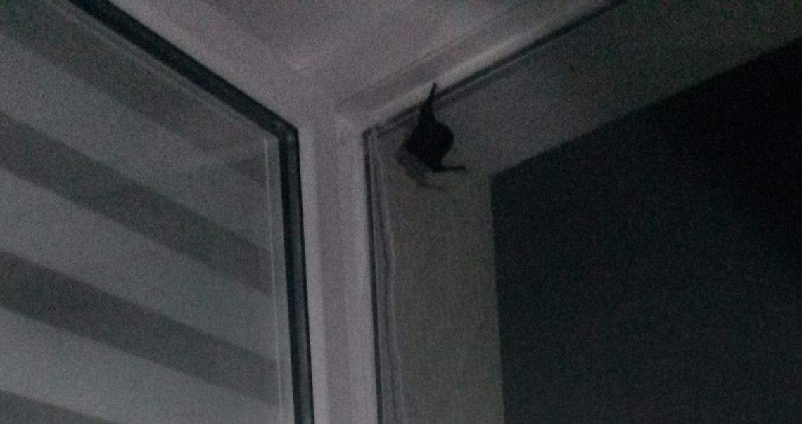 Nietoperze wystraszyły domowników