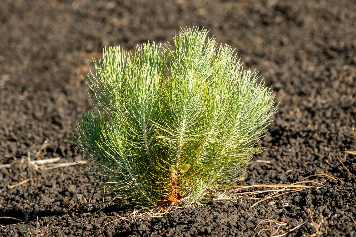 Nowe nasadzenia w Chełmie. Drzewa wracają na miejskie tereny