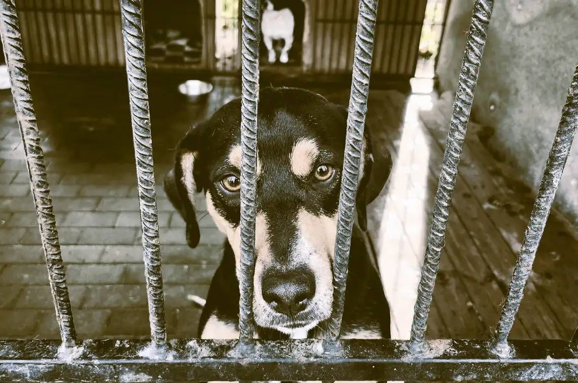 Nowe schronisko dla zwierząt w Chełmie coraz bliżej?