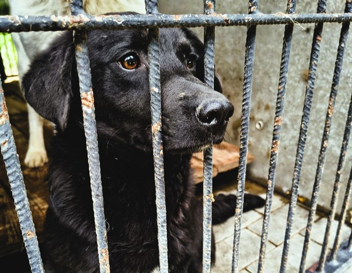 Nowe schronisko dla zwierząt w Chełmie coraz bliżej? Obecne nie spełnia standardów