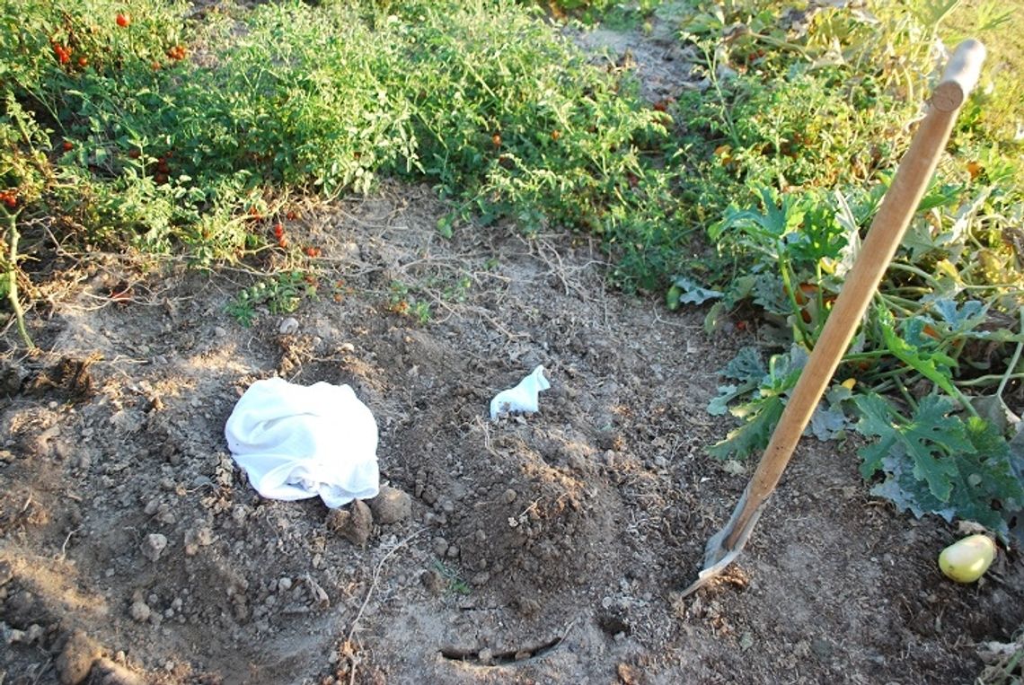 Noworodek zakopany w ogródku