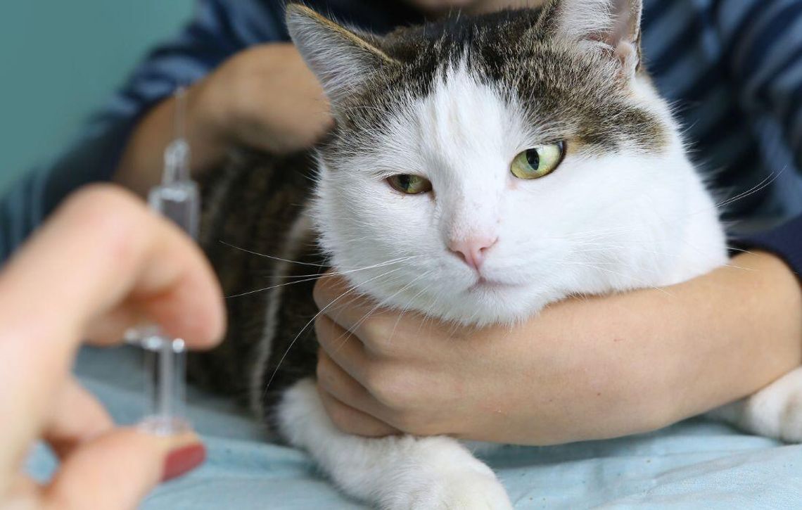 Obowiązkowe szczepienia kotów przeciwko wściekliźnie w powiecie chełmskim i w Chełmie
