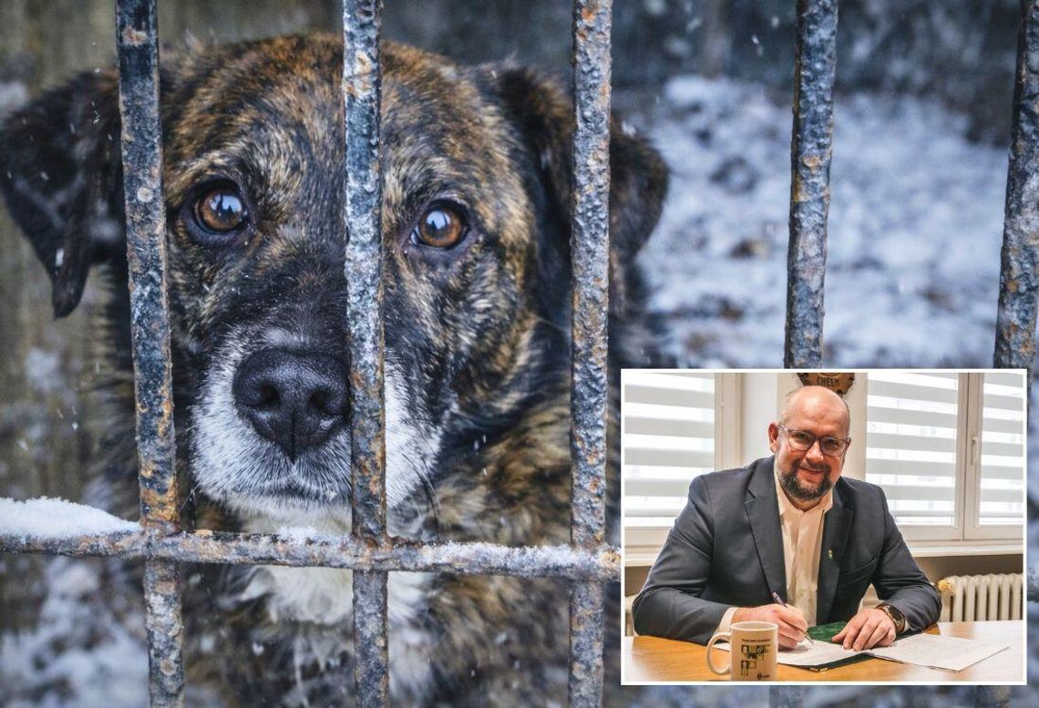 Schronisko w Chełmie pod lupą. Wiceprezydent: "Obraz w internecie daleki od rzeczywistości”. A jaka jest ta rzeczywistość?