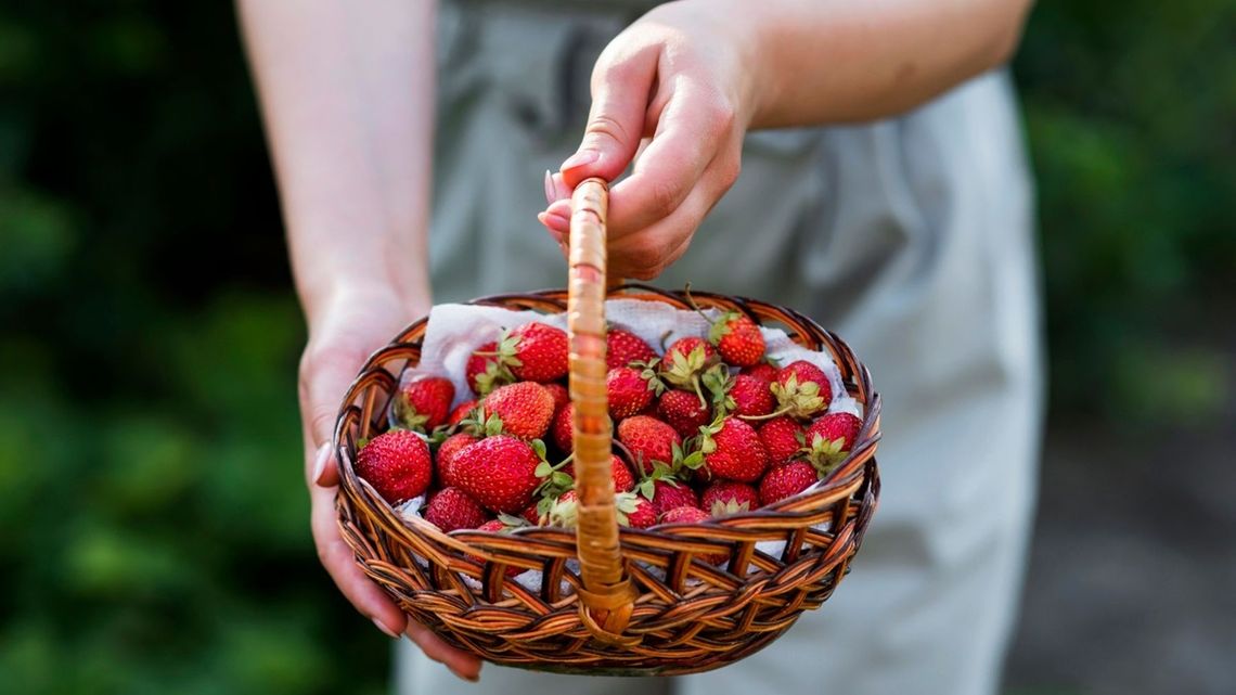 Oszukują na truskawkach. Można wpaść jak śliwka w kompot