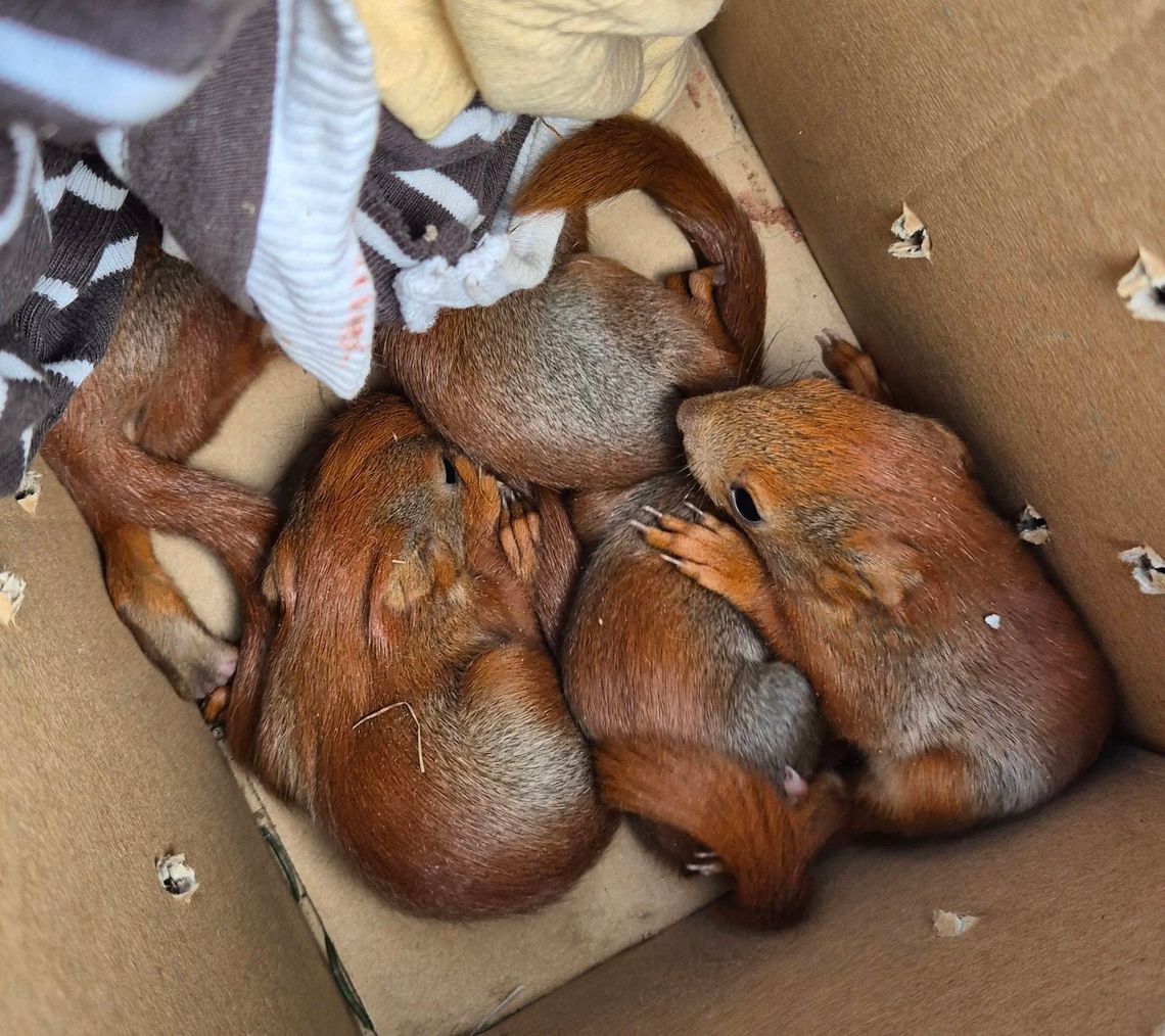 Piękna akcja naszego dziennikarza i jego sąsiada! Pięć osieroconych wiewiórek trafiło pod opiekę specjalistów [FILM, ZDJĘCIA]