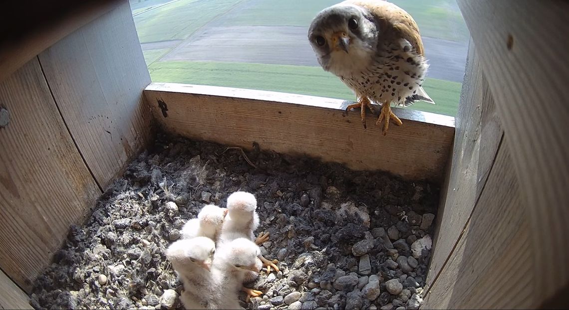 Pierwsze pisklęta pustułek już na świecie. Cemex zaprasza do obserwacji