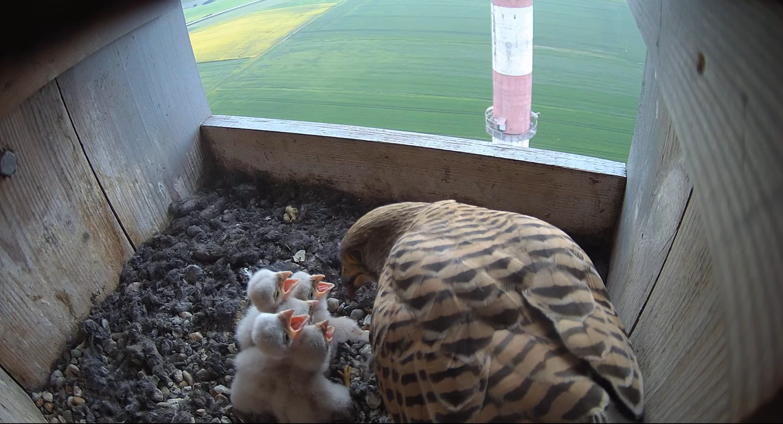 Podsumowanie sezonu lęgowego 2025. Pustułki mają się dobrze