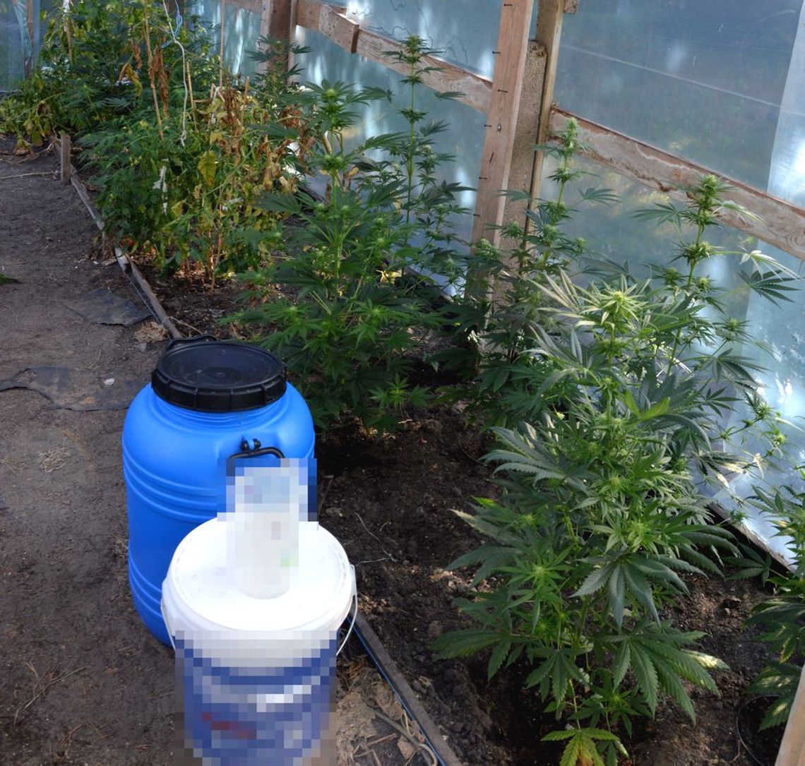 Policjanci przeszukali posesję. 37-latkowi z powiatu włodawskiego grozi do 20 lat więzienia Policjanci przeszukali posesję. 37-latkowi z powiatu włodawskiego grozi do 20 lat więzienia