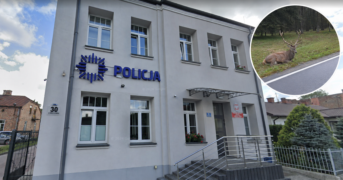 Policjant wydalony ze służby za brak pomocy potrąconemu zwierzęciu