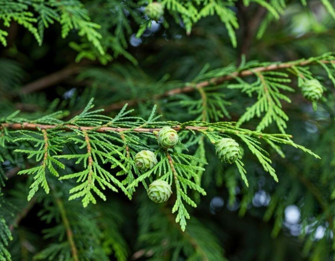 Chełm. Ponad 300 drzew i blisko 500 krzewów za 81 tys. zł trafi do miejskich zieleńców