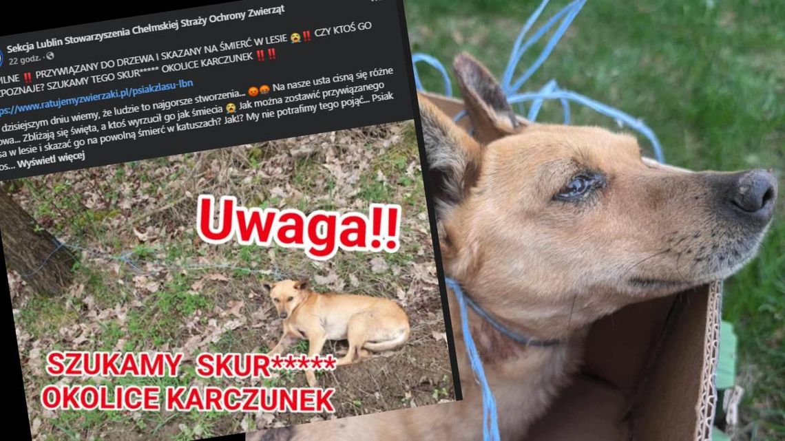 Pow. chełmski. Kto mógł być aż tak okrutny? Ranny pies przywiązany żyłką do drzewa