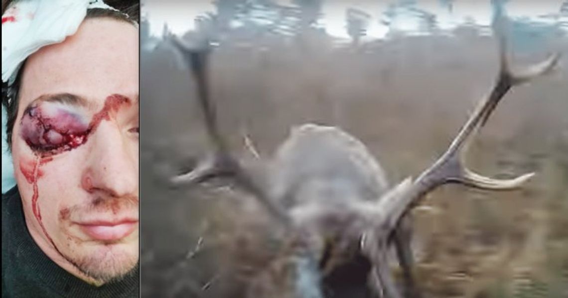 Powiat chełmski: Groźna szarża jelenia