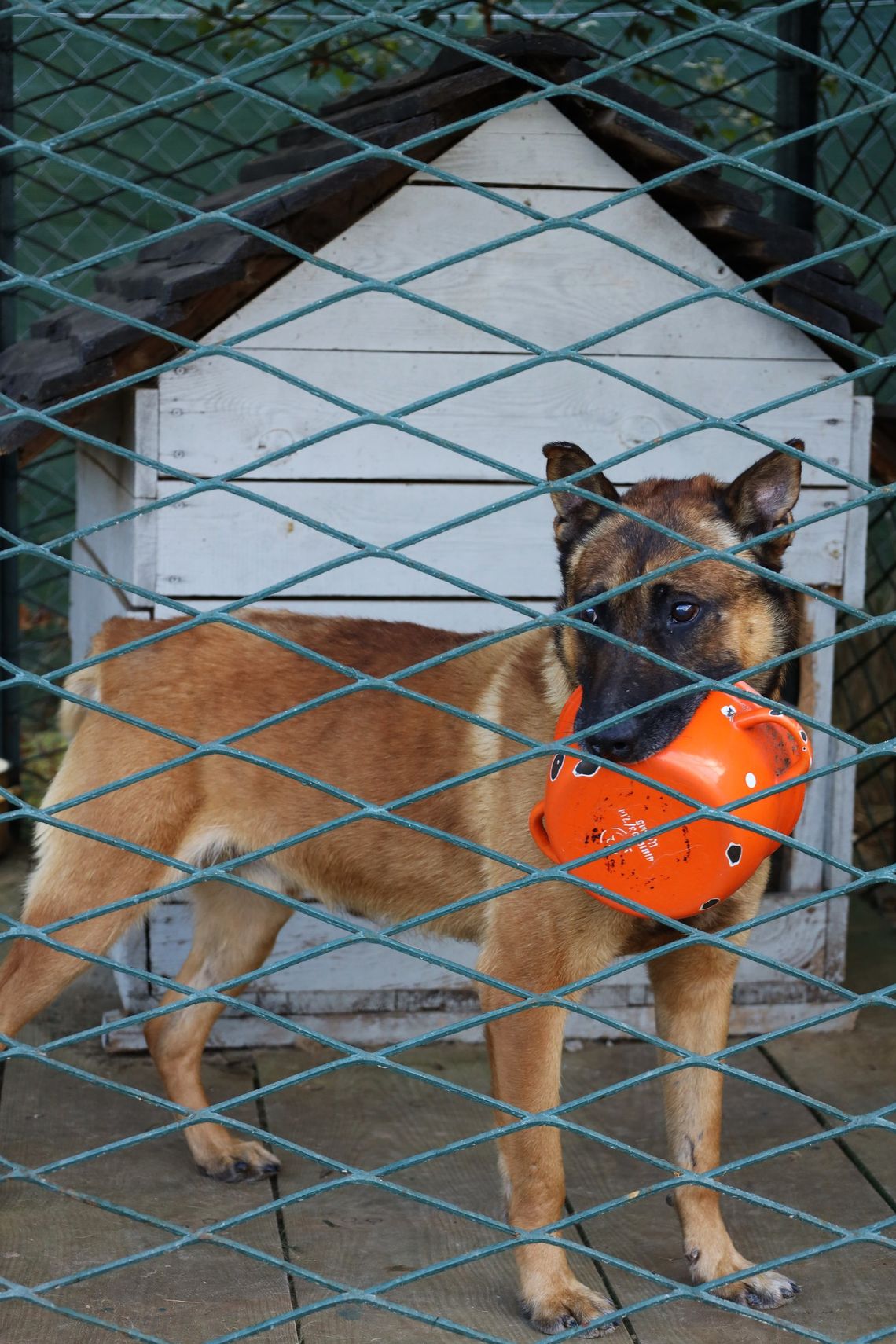 Powiat chełmski. Gminy otwarte na cztery łapy. Tak samorządowcy dbają o zabłąkane zwierzaki