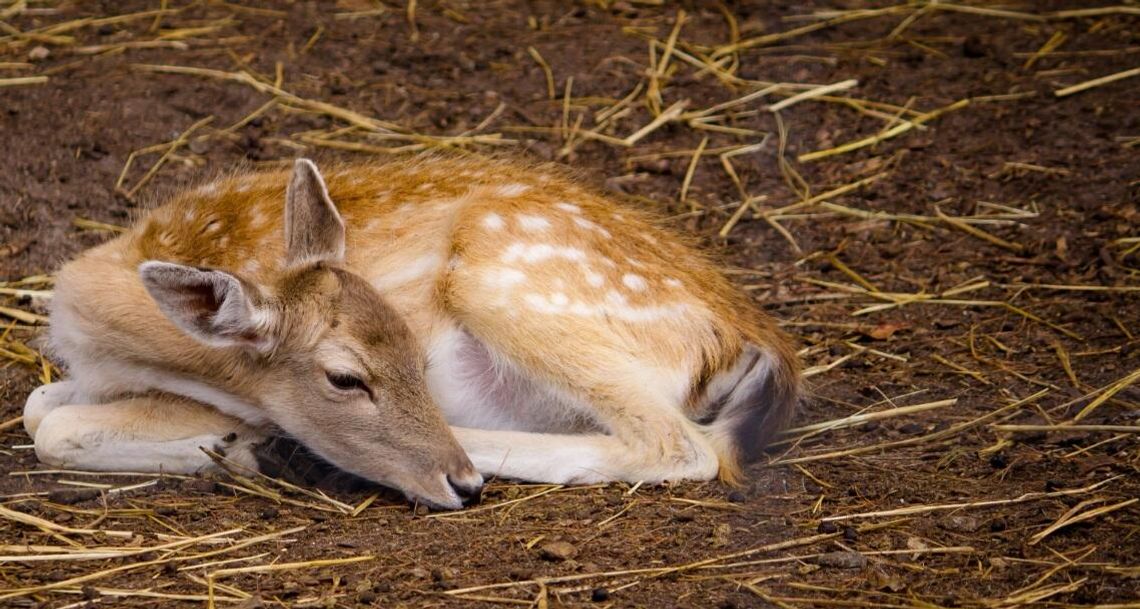 Powiat włodawski. Dwie sarny i bocian pod kołami aut